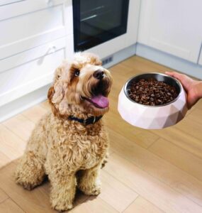 Hill's Pet Nutrition lança a linha Hill's SD Specialty para condições especiais
