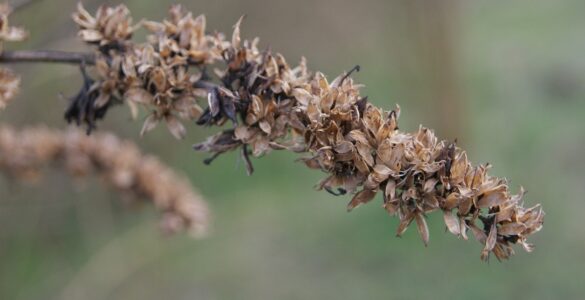 Flores secas se mostram alternativas práticas para decoração