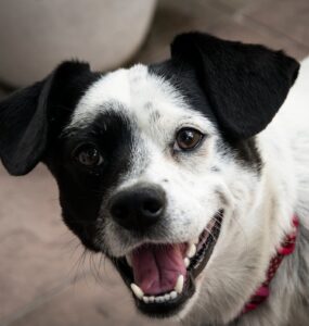 Hill's Pet Nutrition lança Oral Care, alimento focado na saúde bucal dos pets