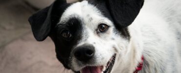 Hill's Pet Nutrition lança Oral Care, alimento focado na saúde bucal dos pets