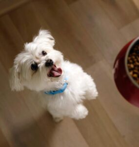 Hill’s Pet Nutrition recebe Prêmio BrandSpark de Melhor Novo Produto 2024