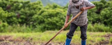 Aposentadoria rural exige regras específicas e comprovação