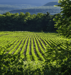 Agronegócio é parte da solução para mudanças climáticas