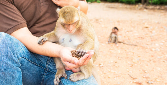 Foz ganha novo espaço de conexão com a natureza e animais