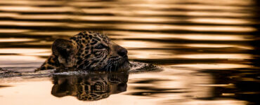 Fotografia fine art destaca conservação ambiental em revista