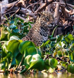 Felipe Cuoco expõe "O Chamado do Pantanal" em São Paulo