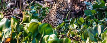 Felipe Cuoco expõe "O Chamado do Pantanal" em São Paulo