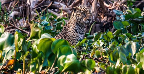 Felipe Cuoco expõe "O Chamado do Pantanal" em São Paulo