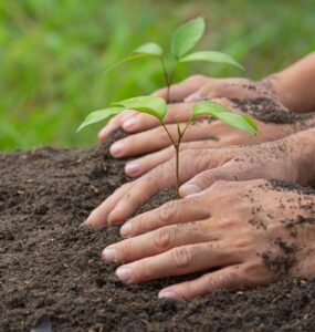 Promessas climáticas podem exigir 1 bilhão de hectares