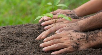 Promessas climáticas podem exigir 1 bilhão de hectares