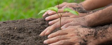 Promessas climáticas podem exigir 1 bilhão de hectares