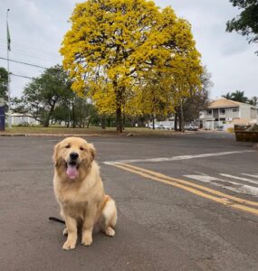 Homeopatia mostra eficácia contra câncer em pets