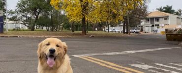 Homeopatia mostra eficácia contra câncer em pets