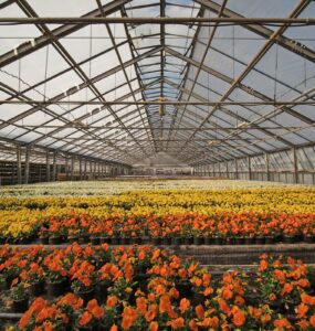 E-commerce de flores busca entregas rápidas com clientes mais exigentes