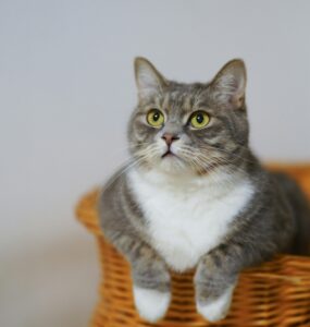 Elanco lança solução para tratar sintomas de DRC em gatos