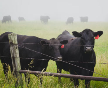 Fosfato bicálcico impulsiona produção de carne no Brasil