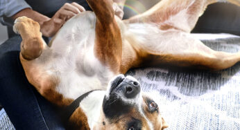 Hill’s reforça importância das fibras na saúde intestinal e bem-estar de pets