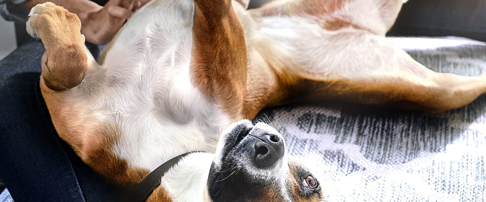 Hill's reforça importância das fibras na saúde intestinal e bem-estar de pets