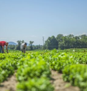Excedentes da agricultura viram renda com apoio industrial