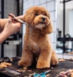 Profissão grooming está muito além de banho e tosa de pet