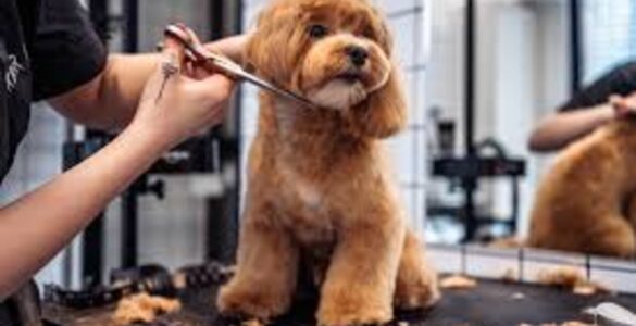 Profissão grooming está muito além de banho e tosa de pet