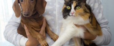 Lei contra realização de tatuagens e uso de piercings em cães e gatos é novidade