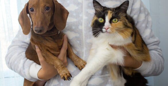 Lei contra realização de tatuagens e uso de piercings em cães e gatos é novidade