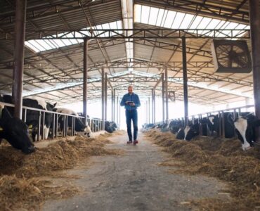 Fx4 Agro opera confinamento de gado em três regiões do país