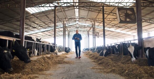 Fx4 Agro opera confinamento de gado em três regiões do país