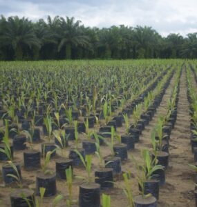 Grupo BBF fortalece a economia circular na Amazônia