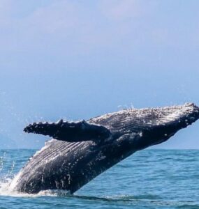 Litoral Norte de SP inicia temporada de baleias-jubarte e impulsiona turismo