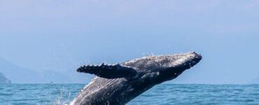 Litoral Norte de SP inicia temporada de baleias-jubarte e impulsiona turismo