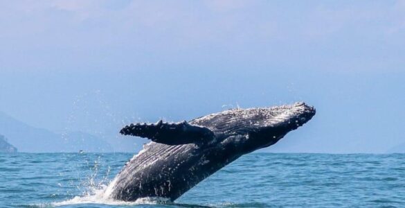 Litoral Norte de SP inicia temporada de baleias-jubarte e impulsiona turismo