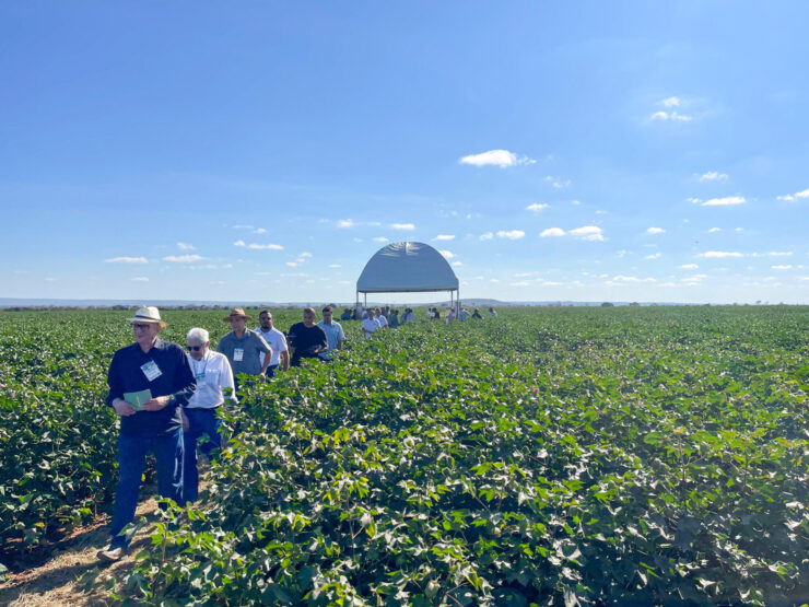 Circuito Técnico Amipa 2025: terceira etapa destaca algodão em Ibiaí (MG)