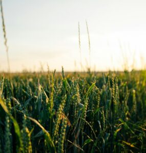 Tecnologia inova o campo e agronegócio em 2025