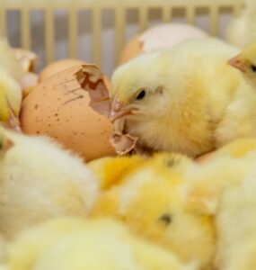 Biosseguridade na indústria garante consumo de frango seguro