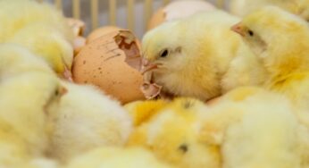 Biosseguridade na indústria garante consumo de frango seguro