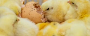 Biosseguridade na indústria garante consumo de frango seguro