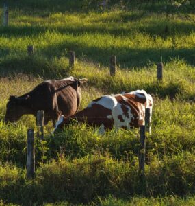 Fazenda no DF investe na produção de leite A2A2 orgânico