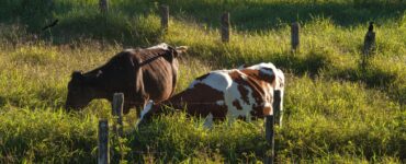 Fazenda no DF investe na produção de leite A2A2 orgânico