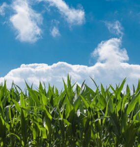 Indústria química impulsiona fertilizantes sustentáveis