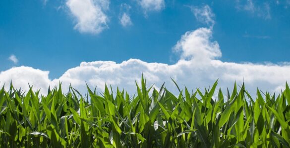 Indústria química impulsiona fertilizantes sustentáveis