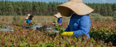 Eucatex integra lista de líderes globais em sustentabilidade