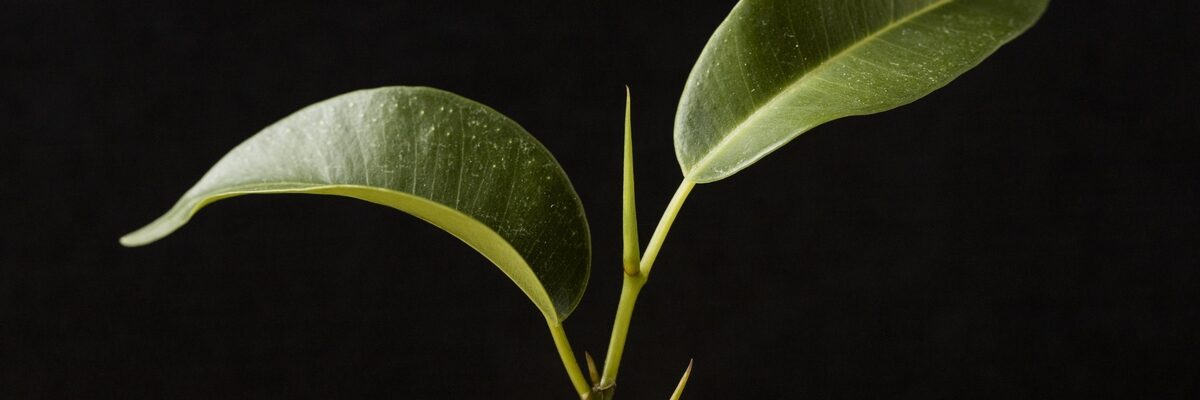Créditos de carbono poderão quitar impostos no agronegócio