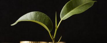 Créditos de carbono poderão quitar impostos no agronegócio