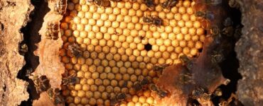 Festa do Mel: tradição Guajajara é retomada