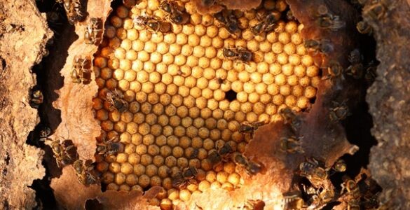 Festa do Mel: tradição Guajajara é retomada