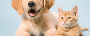 Dia Nacional de Adotar um Animal será comemorado pelo 25º ano consecutivo