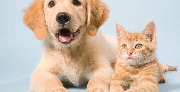 Dia Nacional de Adotar um Animal será comemorado pelo 25º ano consecutivo