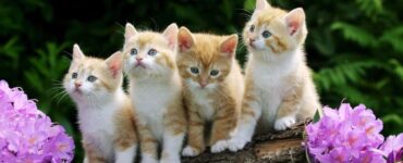 Dia Nacional de Adotar um Animal será comemorado em 4 de outubro